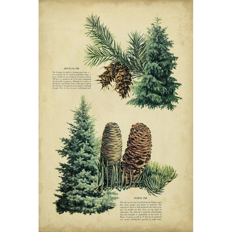 Douglas Fir And White Fir - Wrapped Canvas Print, 46cm H x 30cm W x 3.8cm D