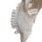 Real Kudu Skull, Medium Size