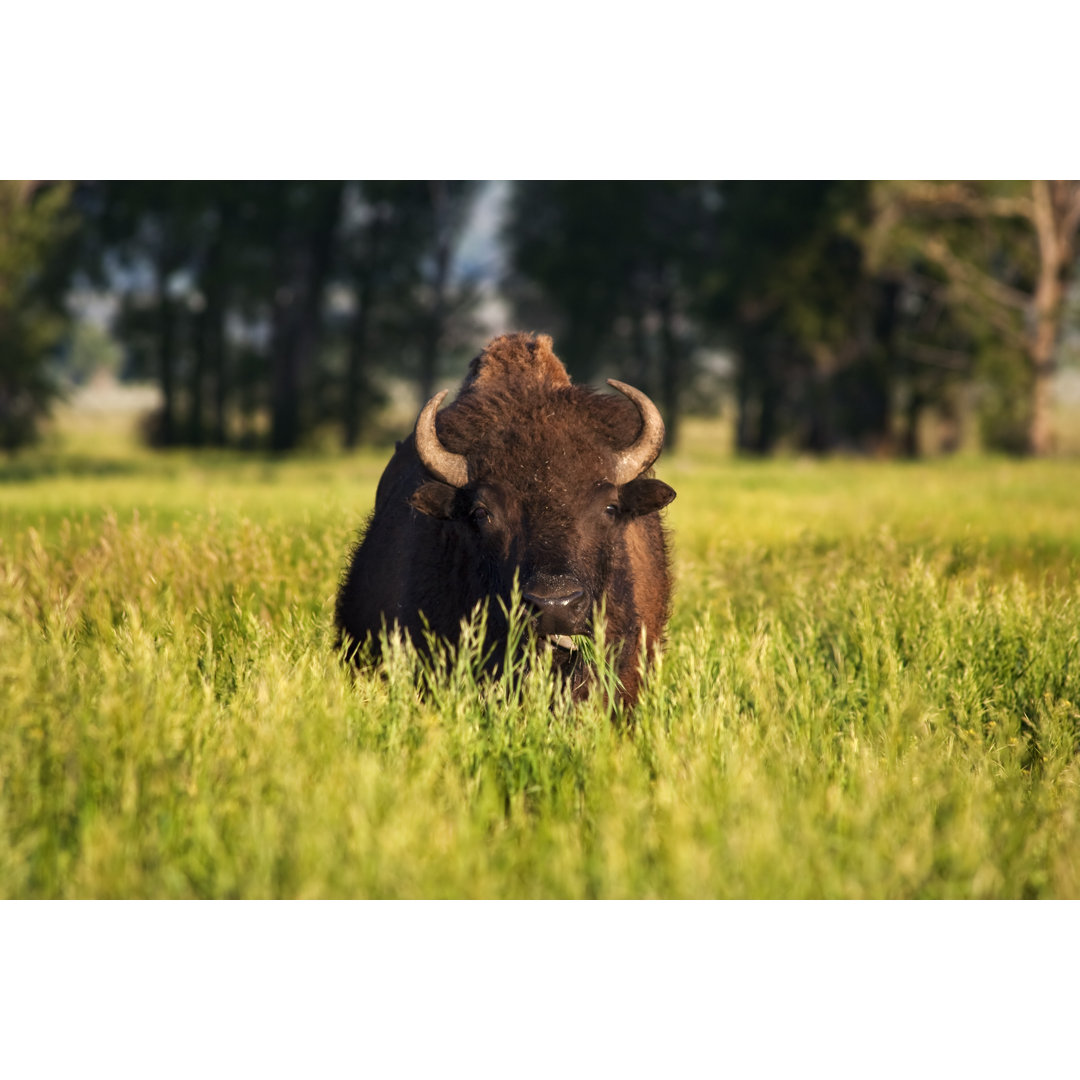 Weidende Bisons