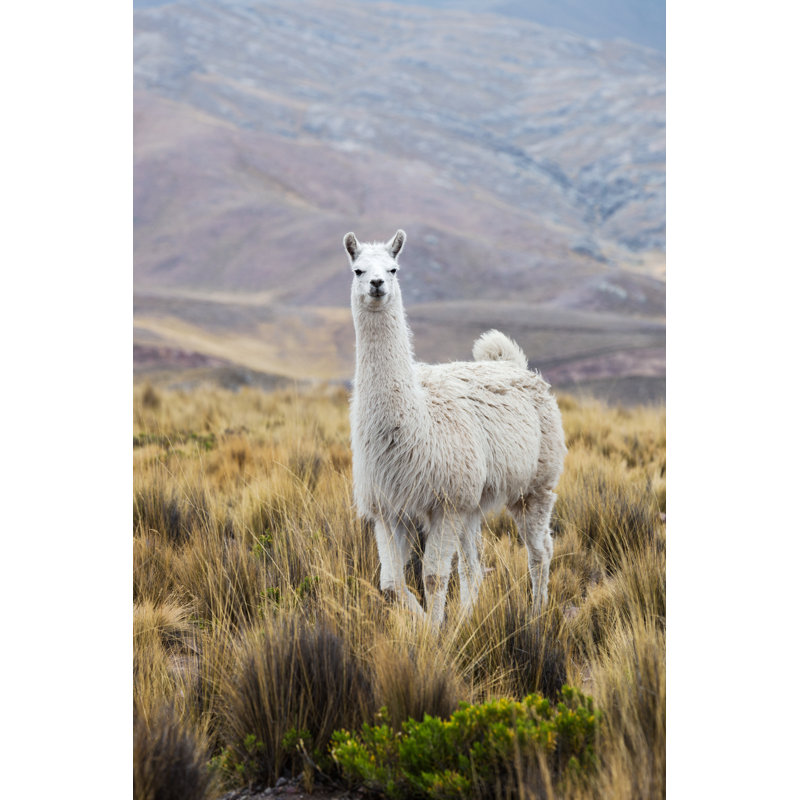 Beautiful Llama - Photographie sur toile tendue, L 24 po x H 36 po