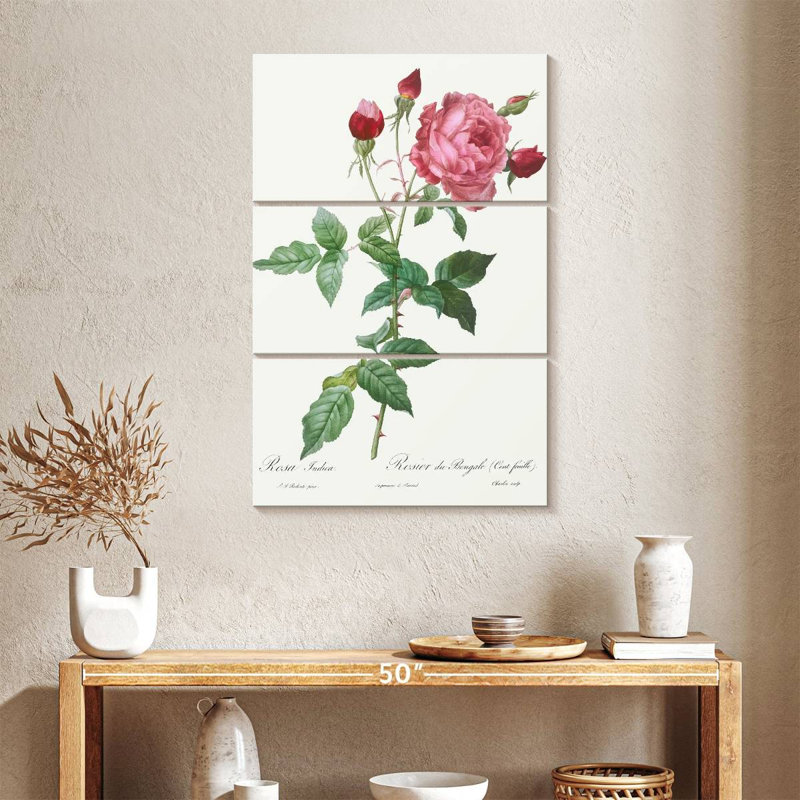 Provence Rose Rosa Indica de Les Roses, H 38 po x l 24 po