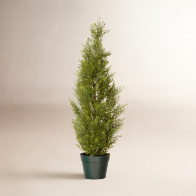 Cedar Topiary in Pot