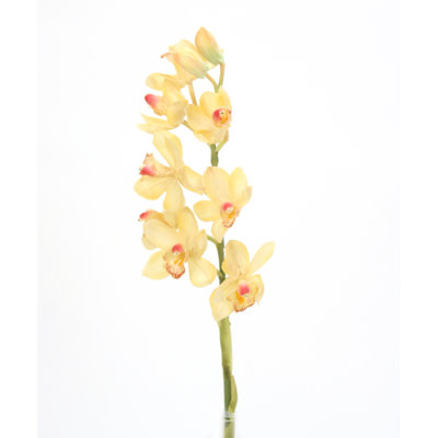 Tige de cymbidium 31 po x 1