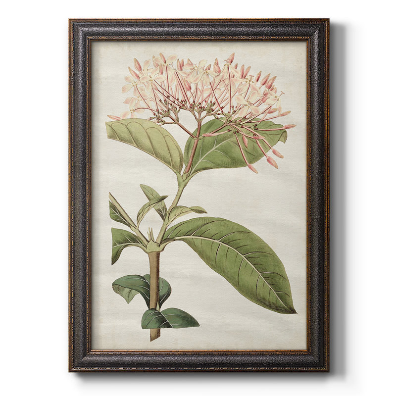 Toile encadrée de qualité supérieure Antique Botanical Collection VI - prête à être accrochée, H 36 po x l 24 po x P 1 po