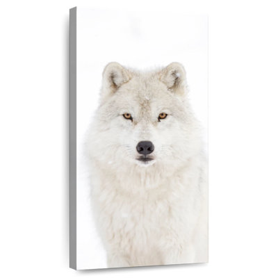 Loup arctique blanc neige