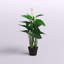 Plante artificielle blanche 31 po en pot noir