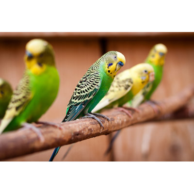 Parakeets on a branch