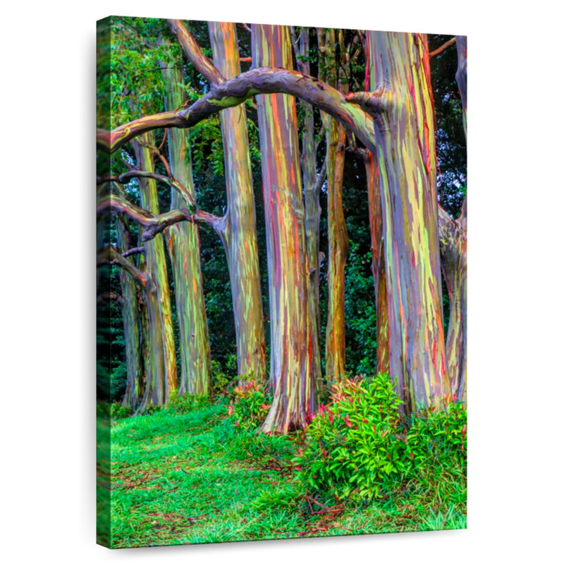 Arbres d'eucalyptus Alvord Maui Rainbow, H 51 po x l 34 po