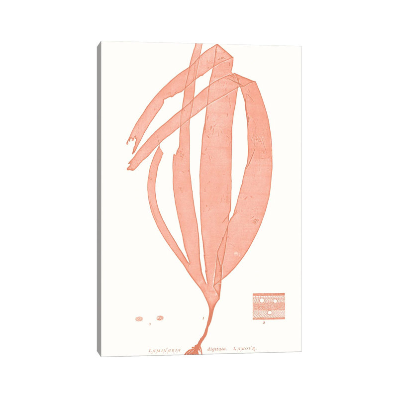 Vivid Coral Seaweed I by Vision Studio - Wrapped Canvas Print, 20.32 cm H x 30.48 cm W
