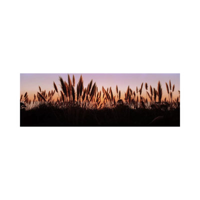 Silhouette Of Grass In A Field At Dusk, Big Sur, California, USA - Wrapped Canvas Panoramic Print