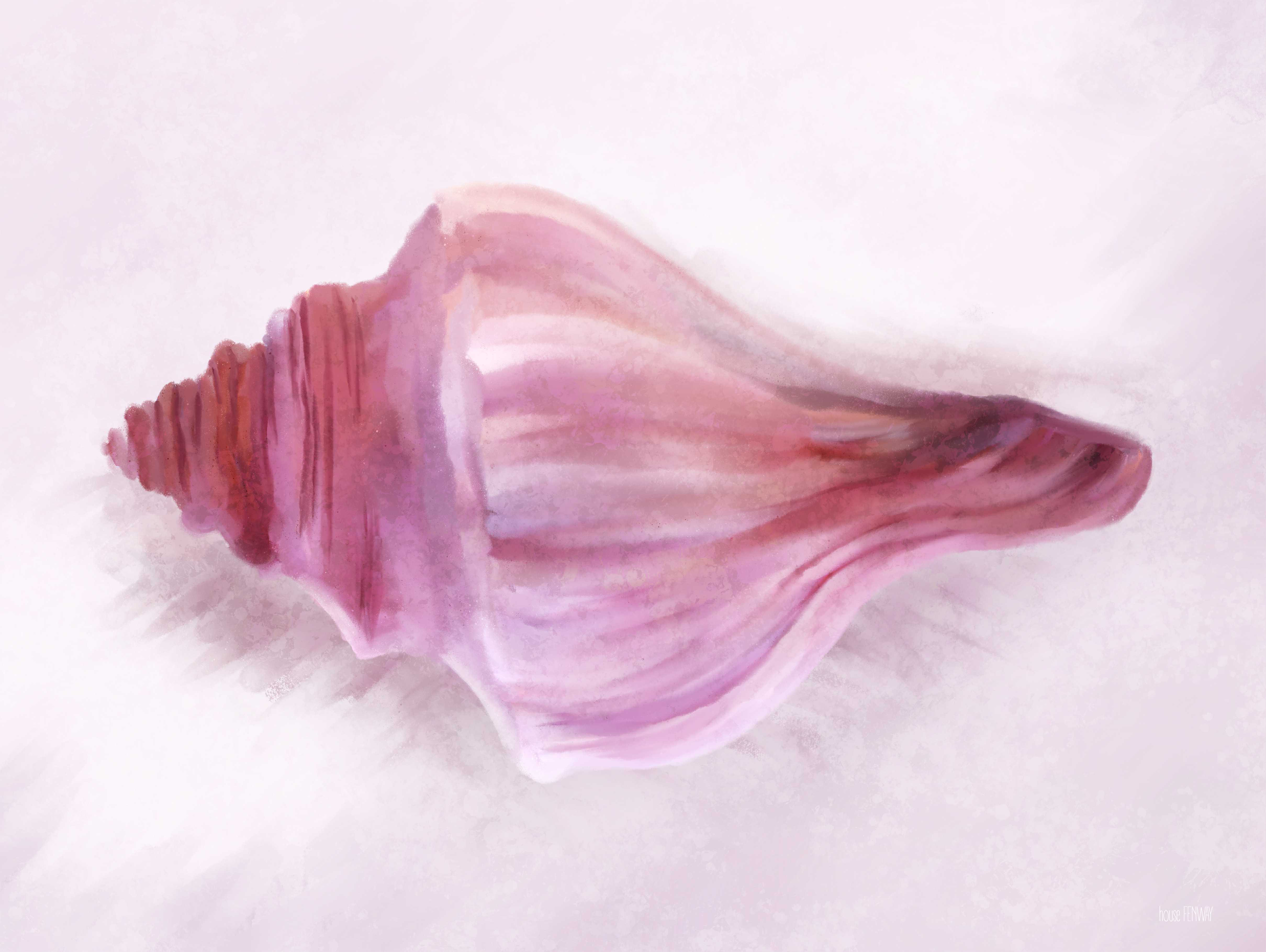 Highland Dunes Conch Shell Blush I - Wrapped Canvas Print | Wayfair