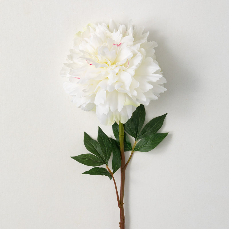 34 po pivoine blanche crème; crème