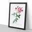 Provence Rose in Pink by Pierre-Joseph Redoute - Picture Frame Painting Print-55601439-55601438