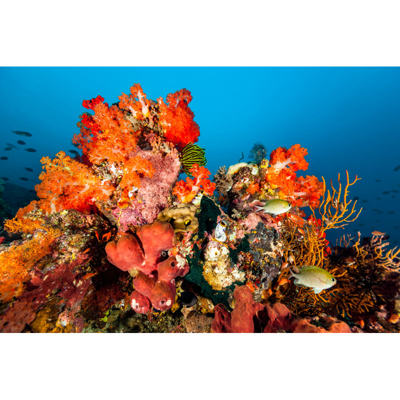 Deep outer reef 1139877064, 61cm H x 91cm W