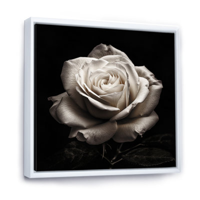 " Exquisite White Rose Droplets Of Morning Dew I "