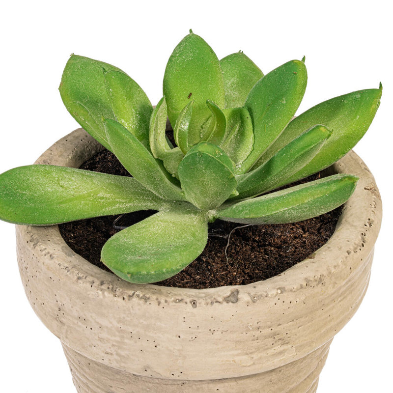 Ensemble de 6 plantes grasses artificielles en pot