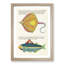 East Indies Fish Illustrations XLIII by Louis Renard - Picture Frame Graphic Art Print-55537153-55537154