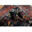 Tapis oriental rétro à motif floral traditionnel 4 x 5