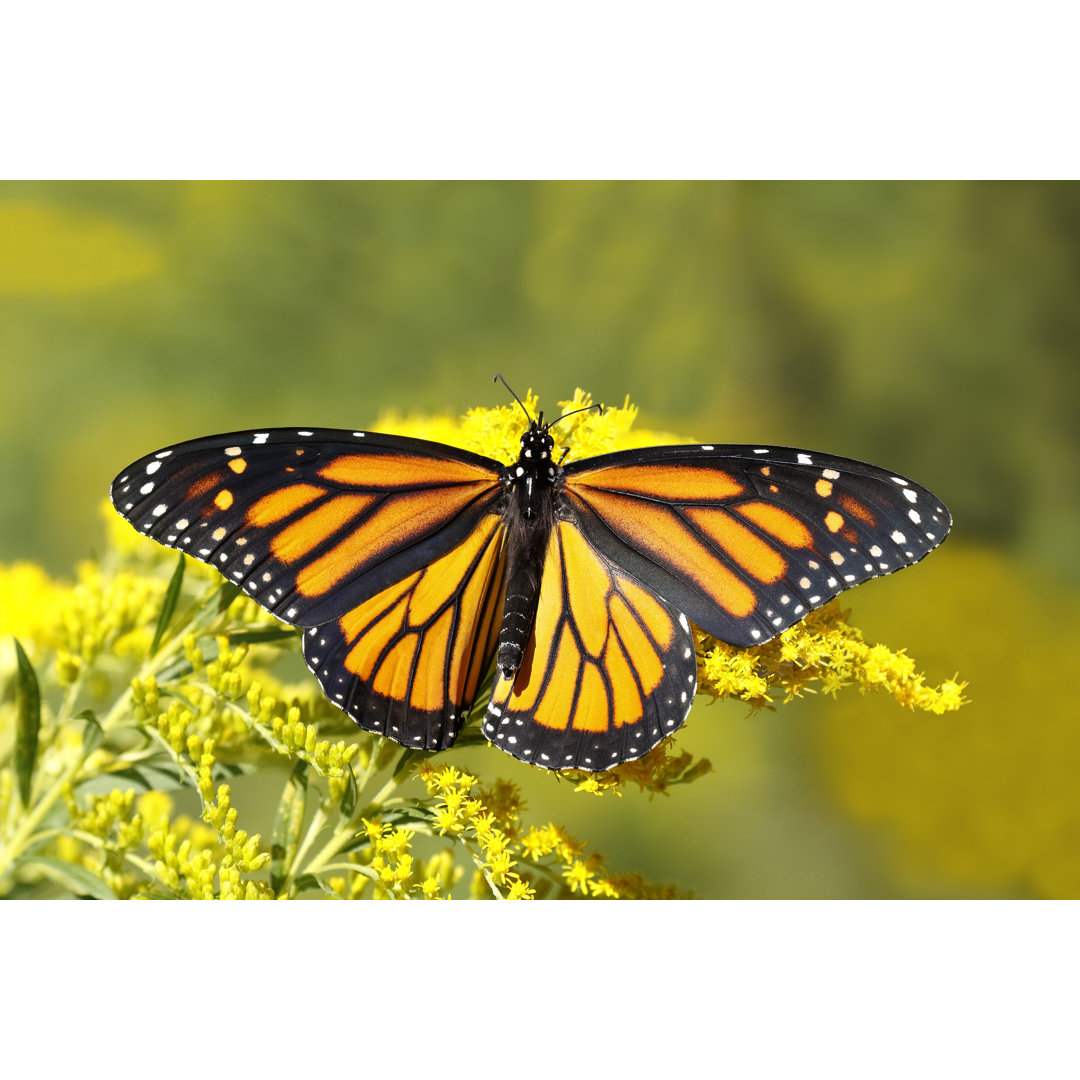 Monarch Schmetterling von BrianLasenby - Druck