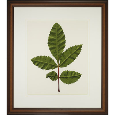 A Little Piece Of Nature IV Print