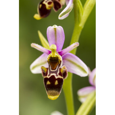Lillyonna Close-up Of Bee Orchid - Wrapped Canvas Print