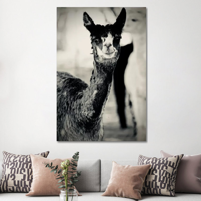 Happy Alpaca In Black And White by Susan Vizvary - Gallery-Wrapped Canvas Giclée on Canvas, Wrapped Canvas