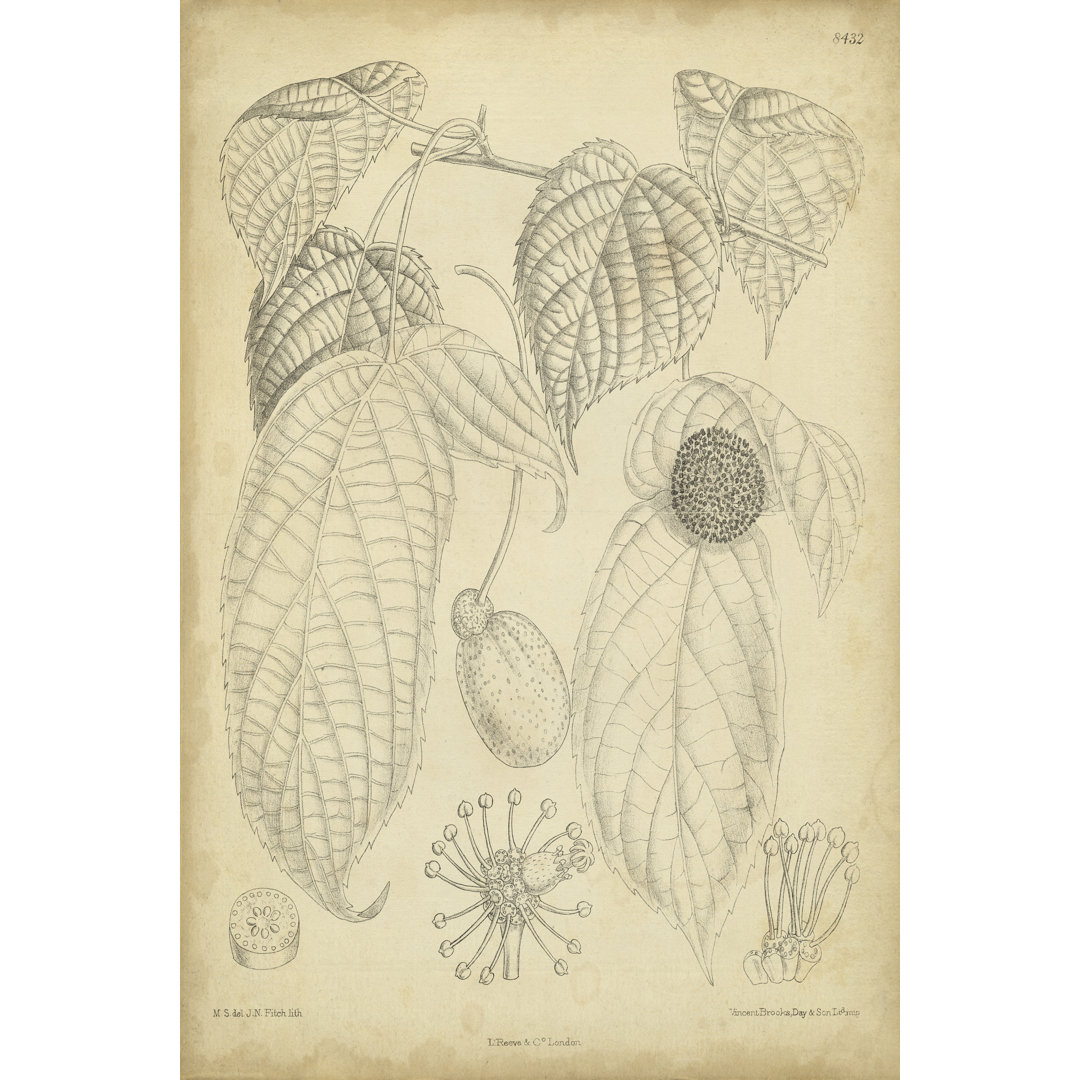 Leinwandbild Vintage Curtis Botanical III von Curtis