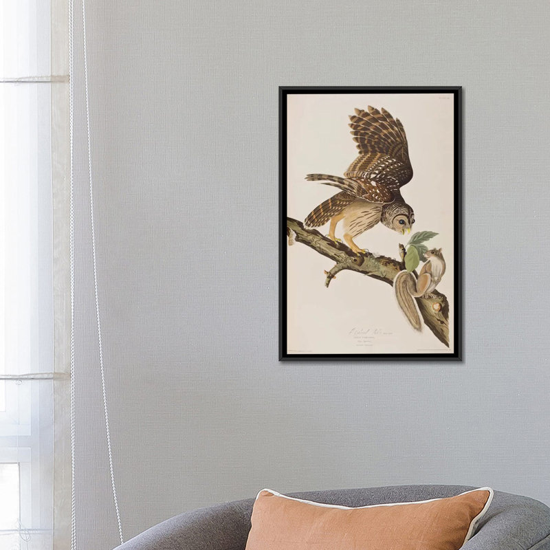 «Barred Owl and Squirrel», impression sur toile, H 26 po x l 18 po x P 1,5 po, Toile avec cadre noir, Pas de tapis