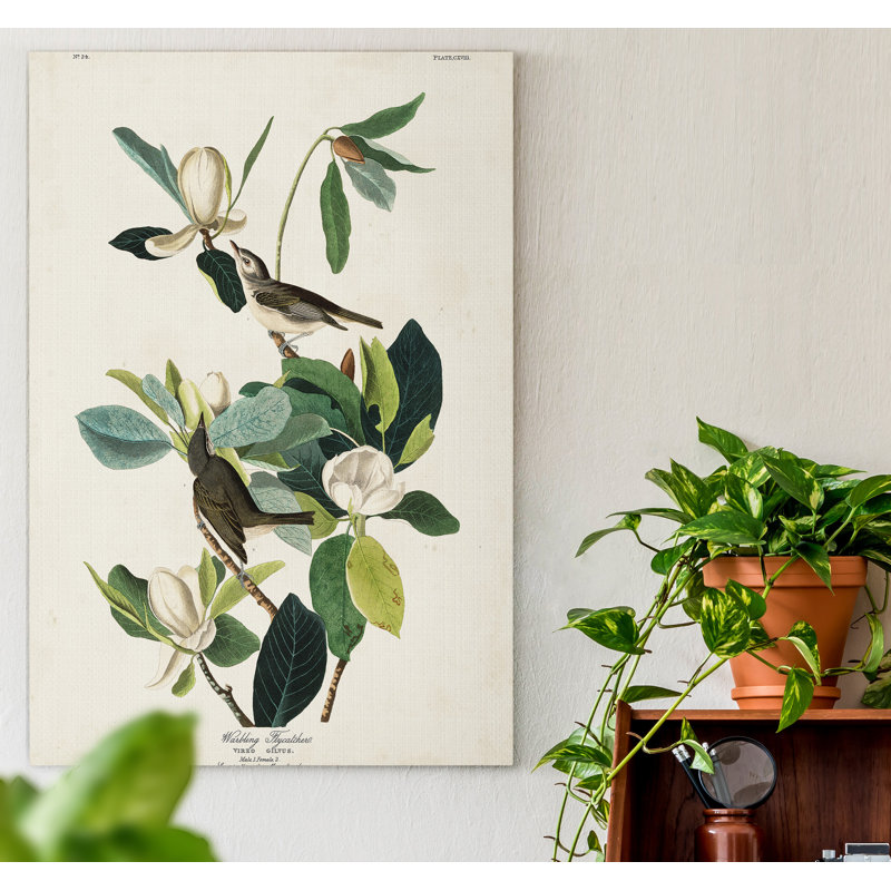 «Pl 118 Warbler Flycatcher», reproduction d'art sur toile, H 48 po x l 32 po x P 1 po