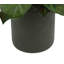 Aglomenia Chinese Evergreen UV Plant