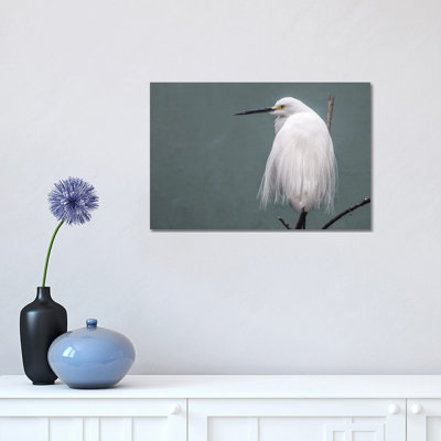 Egret by David Gardiner - Wrapped Canvas Print