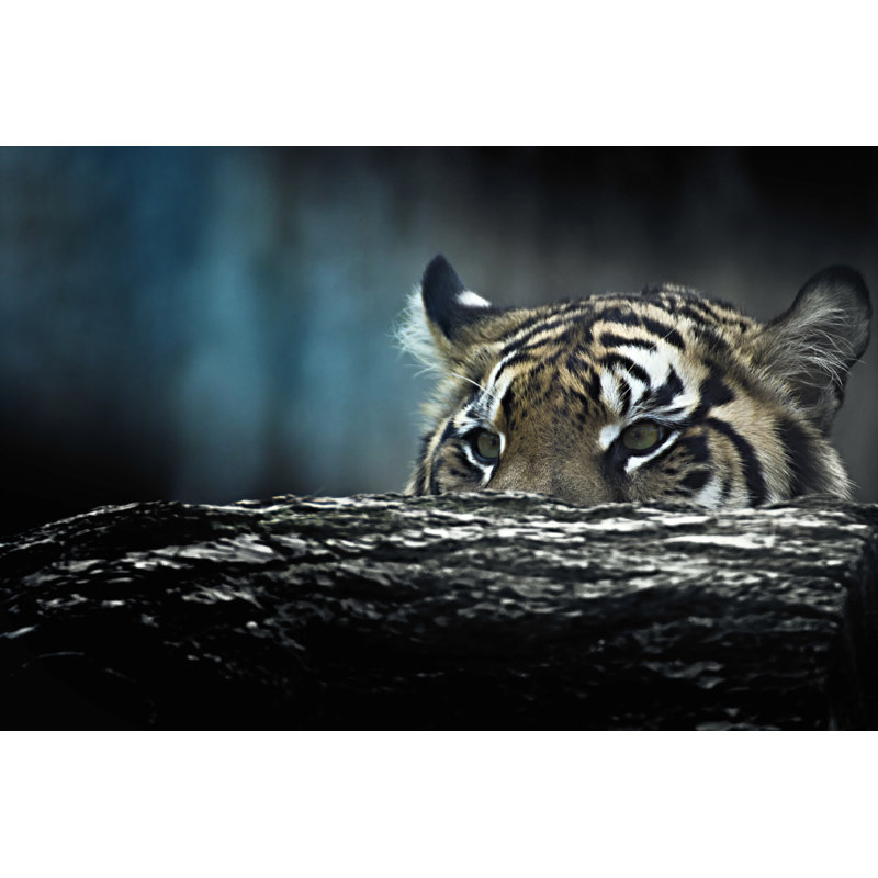 Tiger - Wrapped Canvas Print, 51cm H x 76cm W x 3.8cm D