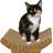 Anton Scratching Post