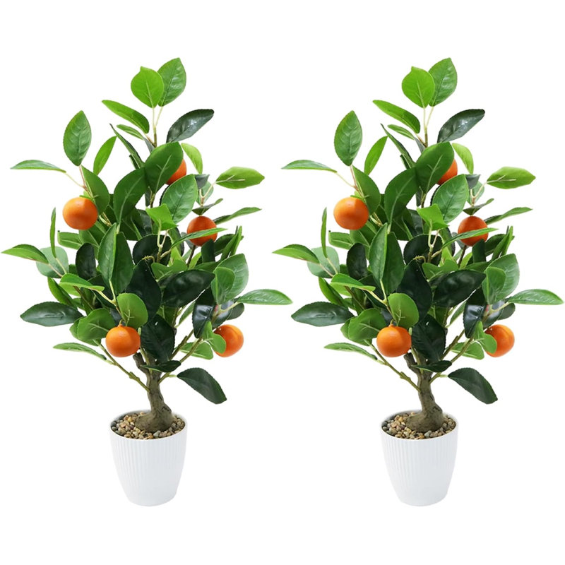50cm Plant