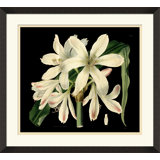 Antique Orchid On Black I Painting