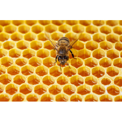 " Bee "