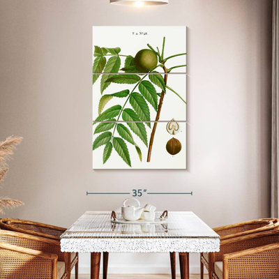 Keiri Black Walnut Juglans Nigra