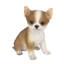 Chihuahua | Handpainted Decorative Puppy Statue for Home & Garden Decor | Premium Polyresin Dog Statue | Gift for Dog Lovers | Weather-Resistant Indoor/Outdoor Decor-364149141