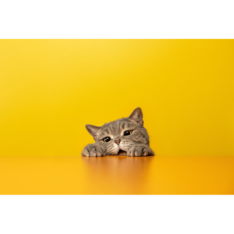 Cat Behind The Desk - Wrapped Canvas Print, 81cm H x 122cm W x 3.8cm D