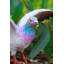 AILES DE PIGEON-1073083669