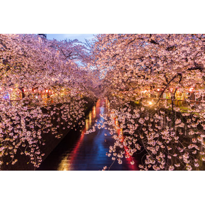 Lacayo Cherry Blossom At Meguro Canal - Wrapped Canvas Print