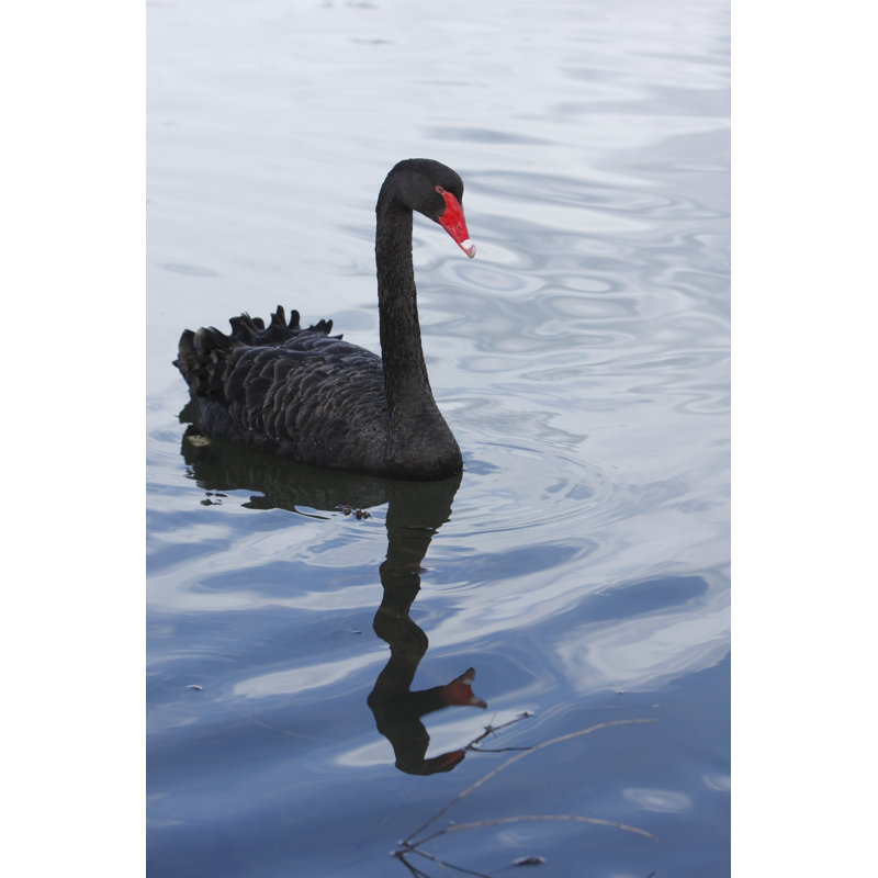 Black Swan by CraigRJD - No Frame Art Prints on Canvas, 122cm H x 81cm W