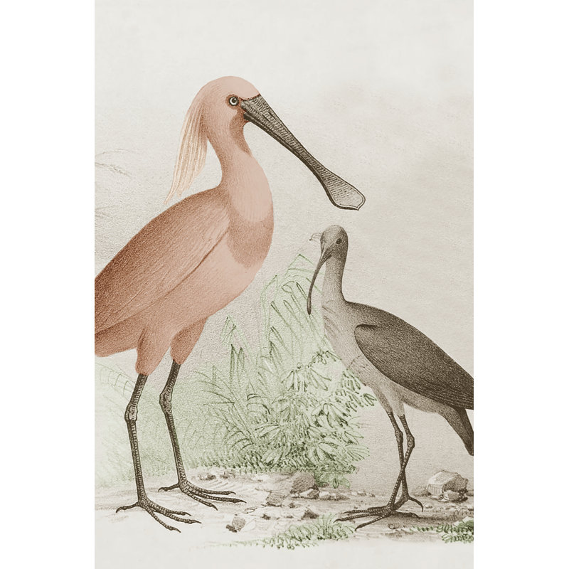 Adone "Antique Chroma Waterbirds II", reproduction de photo encadrée résistante aux rayons UV, H 18 po x l 12 po, Oui