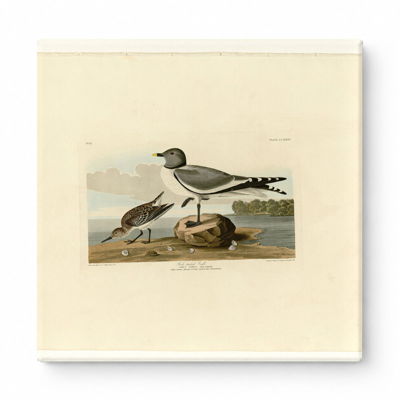 Fork-tailed Gull, Plate 285 — Square Canvas Wall Art, 16" W x 16" H