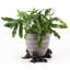 Scottish Terrier Dog Bronze Coloured Planter Feet In Gift Box