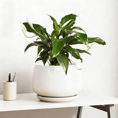 Pot à fleurs en céramique 10 "avec trou de drainage et soucoupe - pot d'intérieur durable pour décoration intérieure moderne