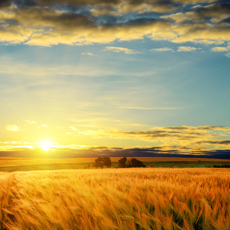 Clouds On Sunset Over Field With Barley by Mycola - Wrapped Canvas Print, 30cm H x 30cm W x 3.8cm D
