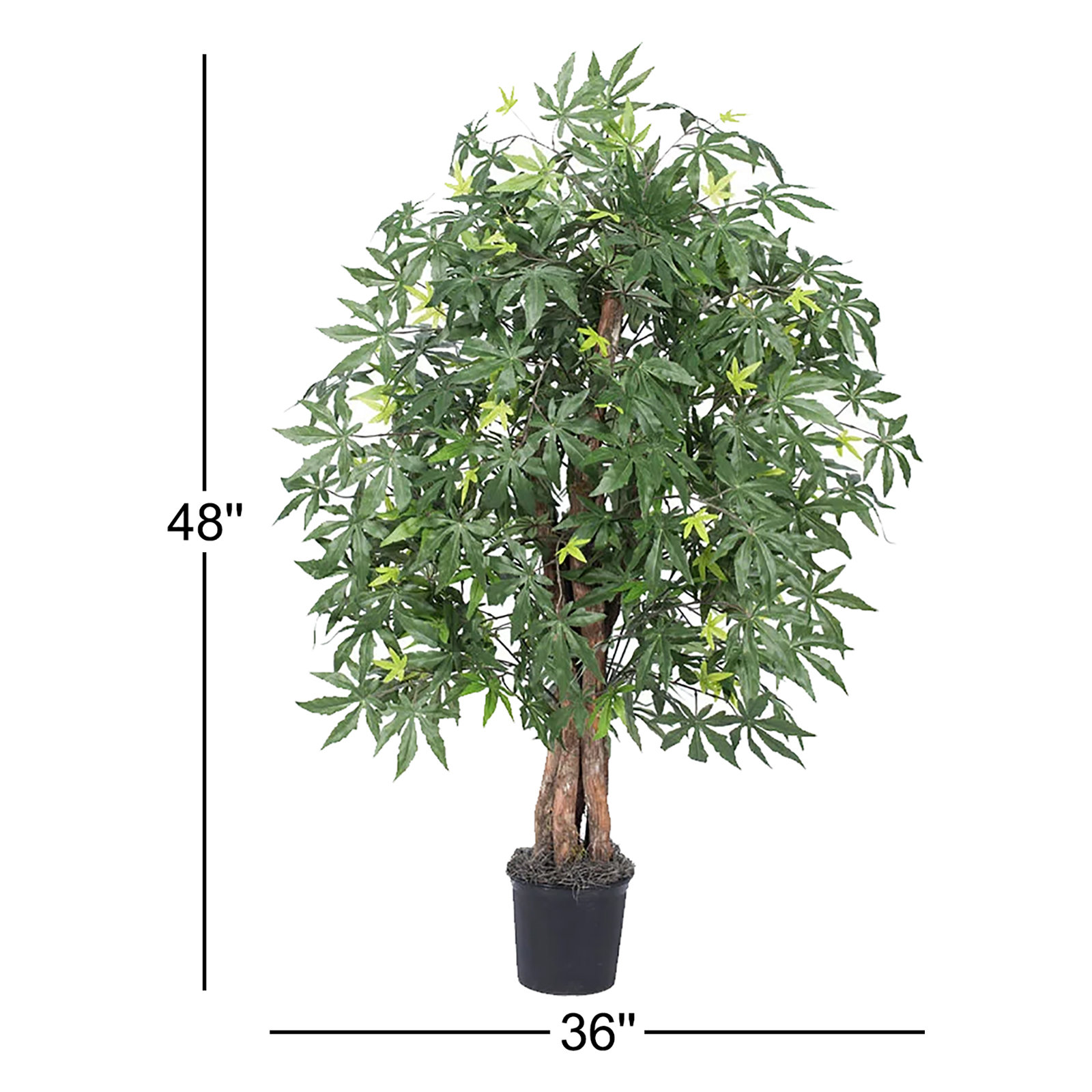 48" Maple Tree in Pot