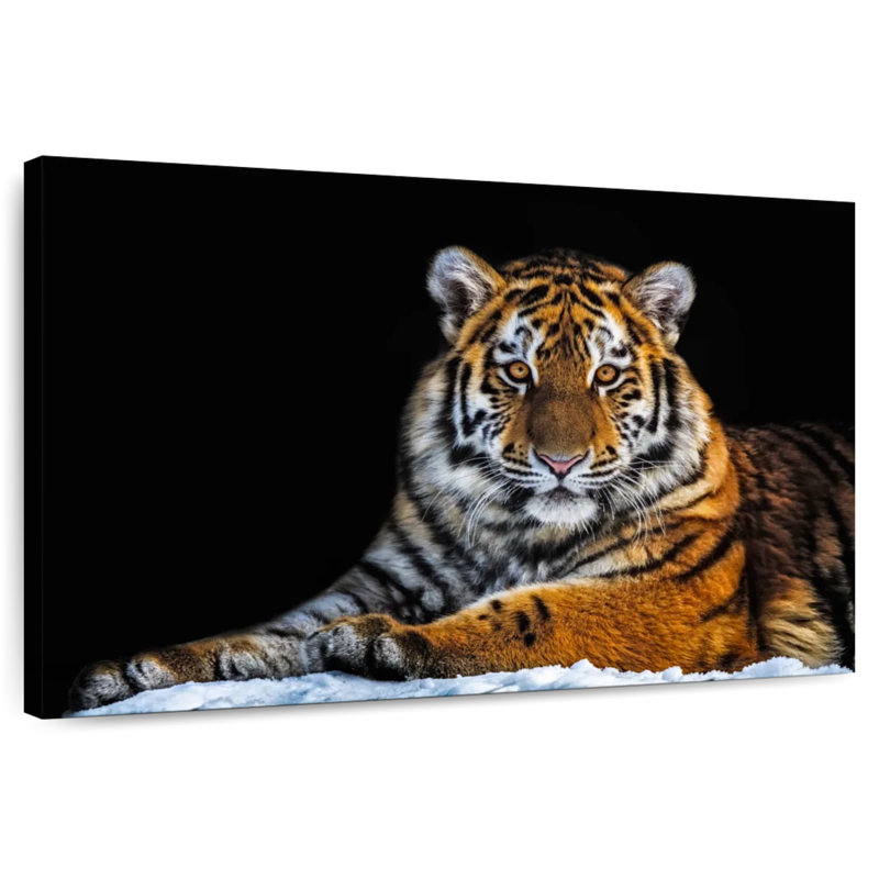 Tigre instantané, H 16 po x l 24 po