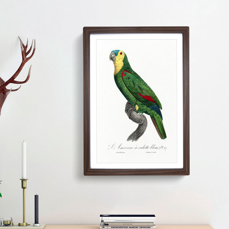 Blue Fronted Amazon Parrot by F. Levaillant - Picture Frame Graphic Art Print, 48cm H x 36cm W x 2cm D, Walnut Framed